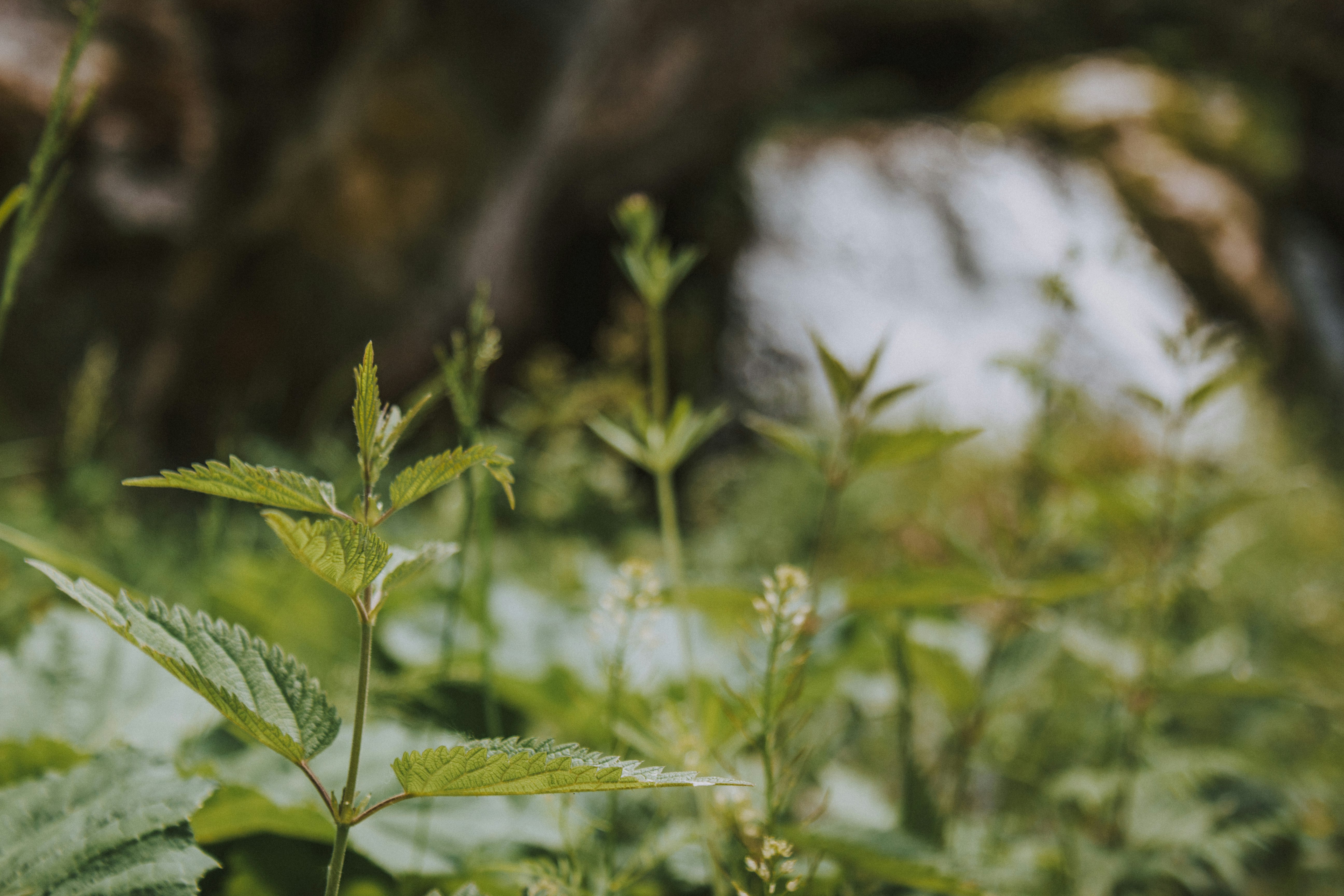 green plant in tilt shift lens